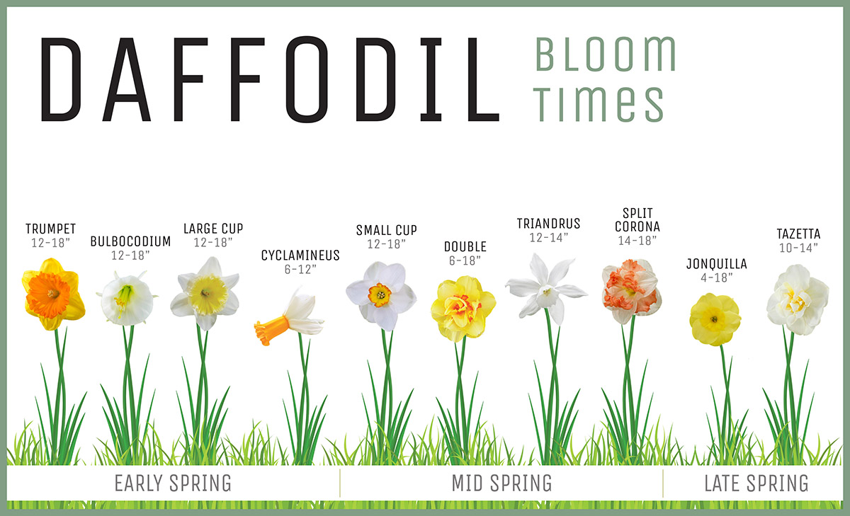 Daffodil Bloom Times