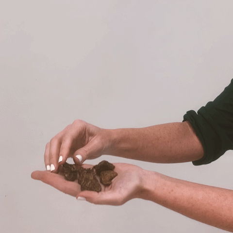 Anemone coronaria Video
