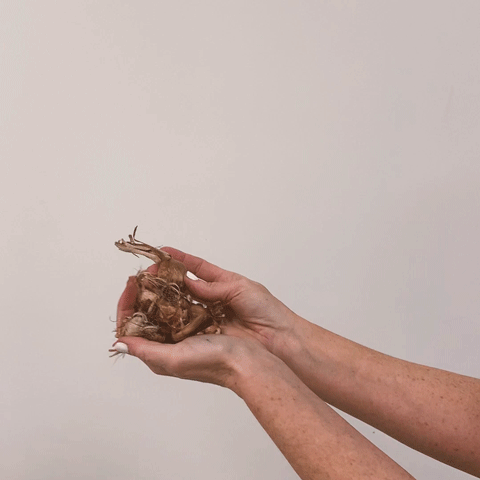 Babiana stricta Video