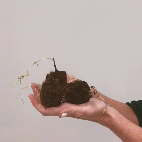 Clematis Video