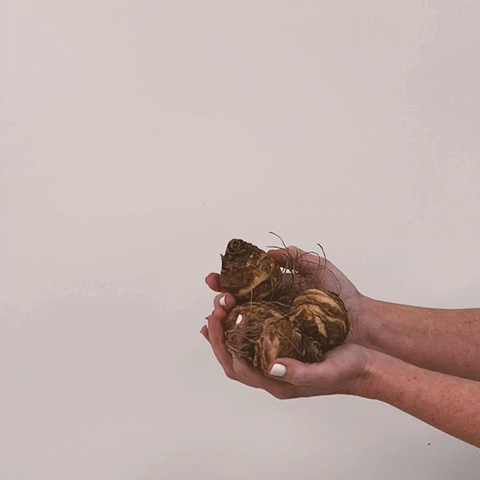 Eucomis Video