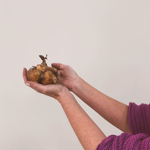 Peruvian Daffodil Video