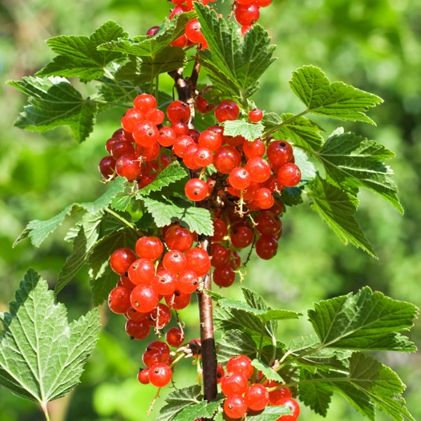 Currant - Van Zyverden