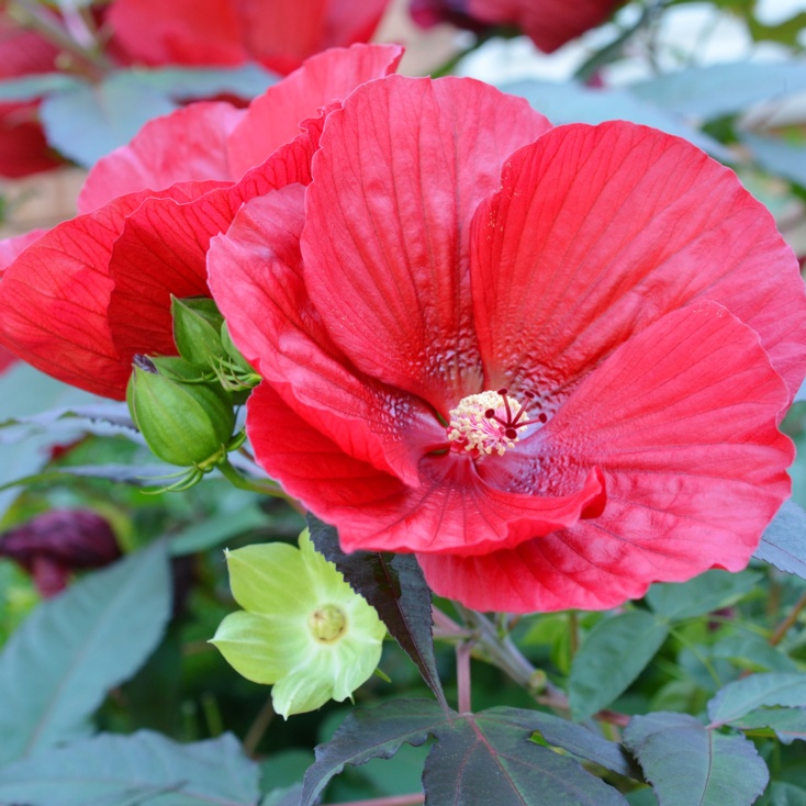 Hibiscus