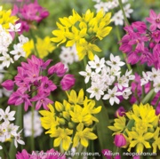 Picture of a Allium moly mix