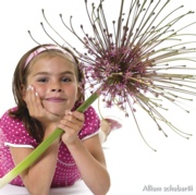 Picture of a Schubertii