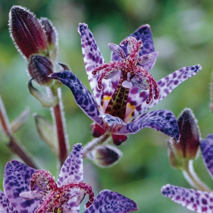 Tricyrtis