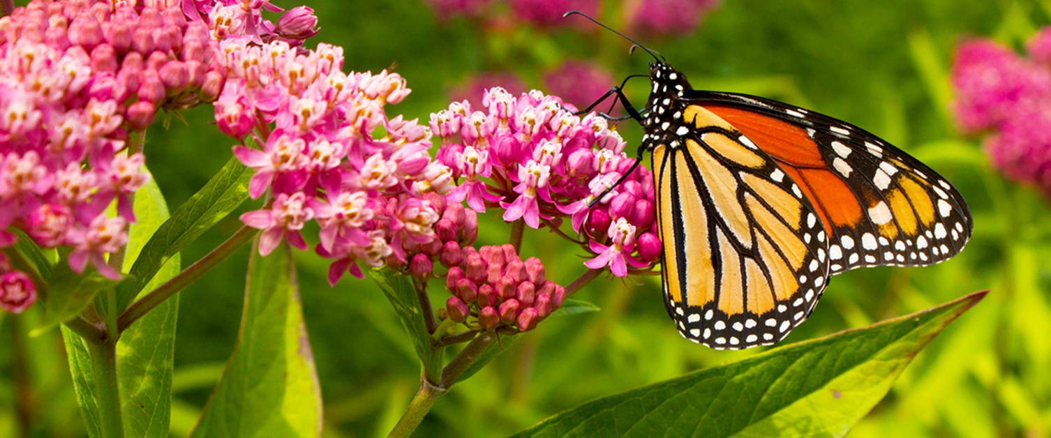 2019 GARDEN TRENDS: What's Hot?!