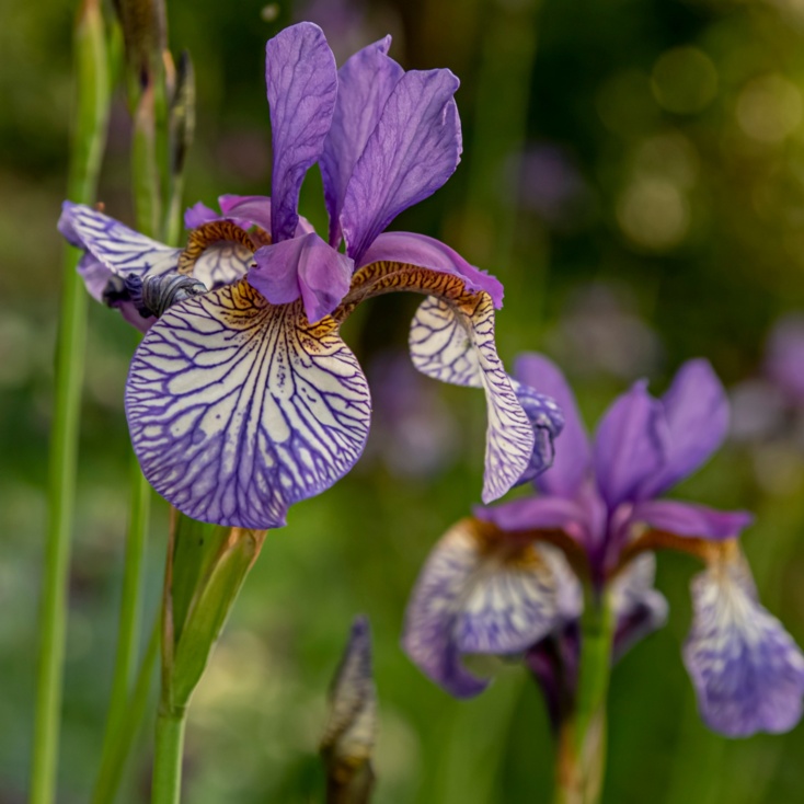 Iris siberica