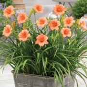 Picture of a 4