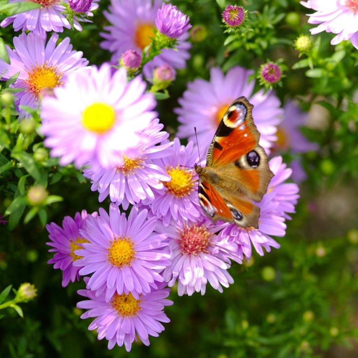 Aster