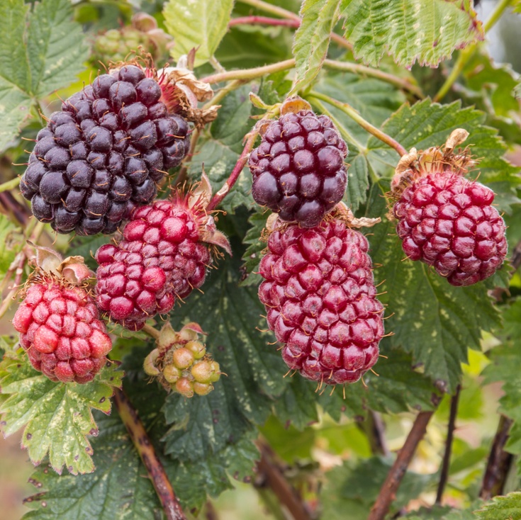Boysenberry