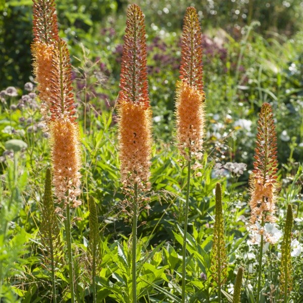 Eremurus Van Zyverden