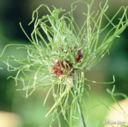 Picture of a Hair
