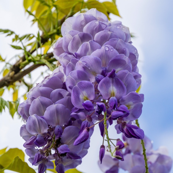 woadblue 人気 WISTERIA ウィステリア XS