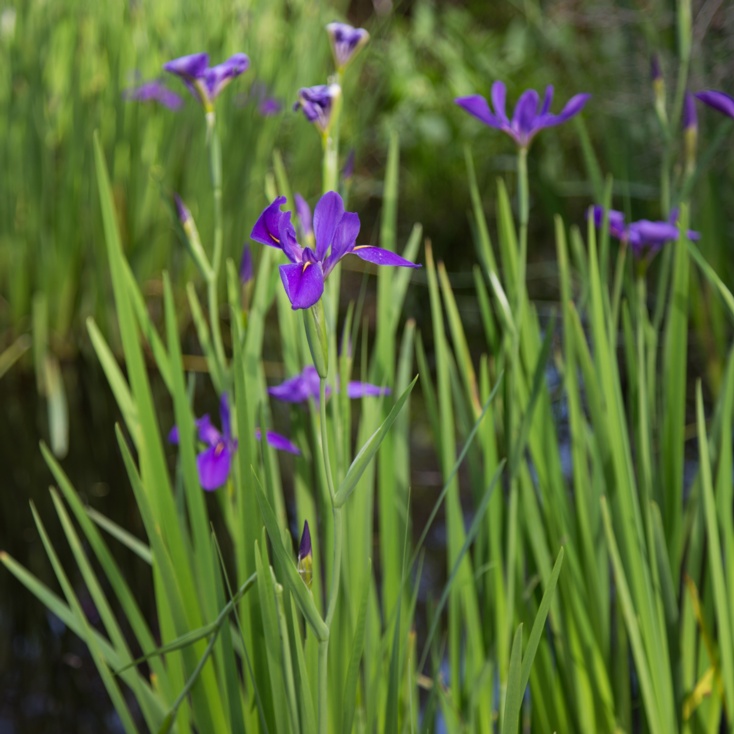 Louisiana Iris