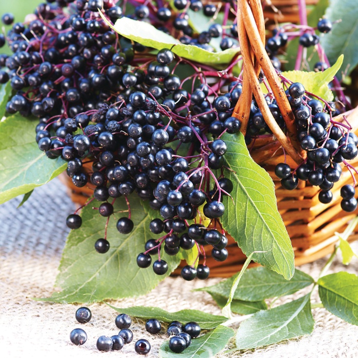Elderberry
