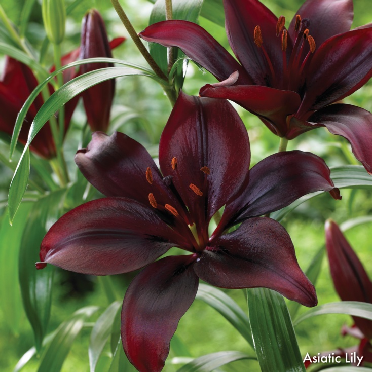 Lily
