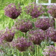 Picture of a Allium Miami