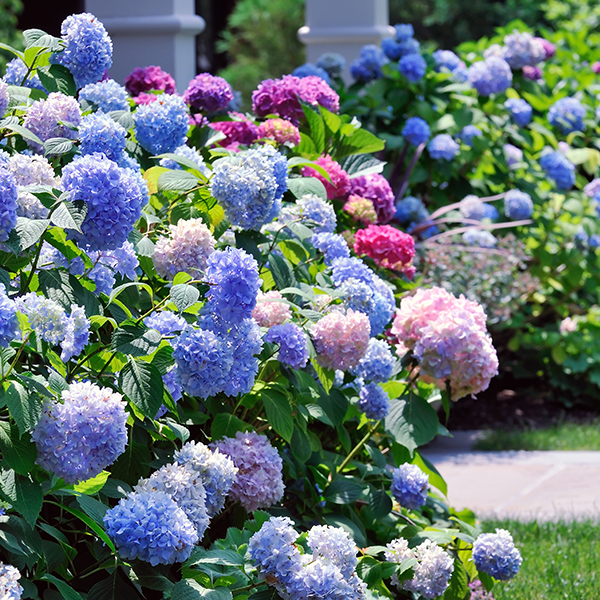 Shrubs, Vines & Trees