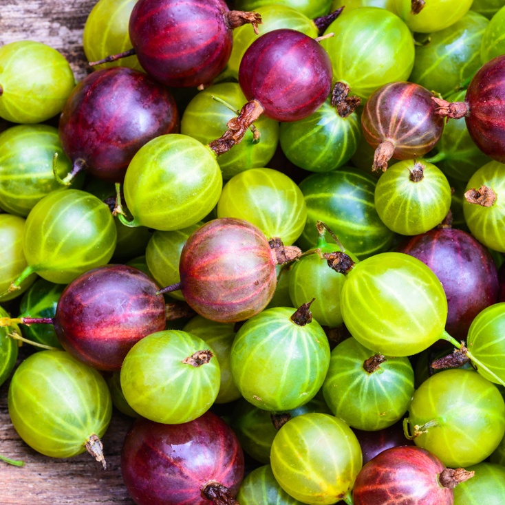 Gooseberry
