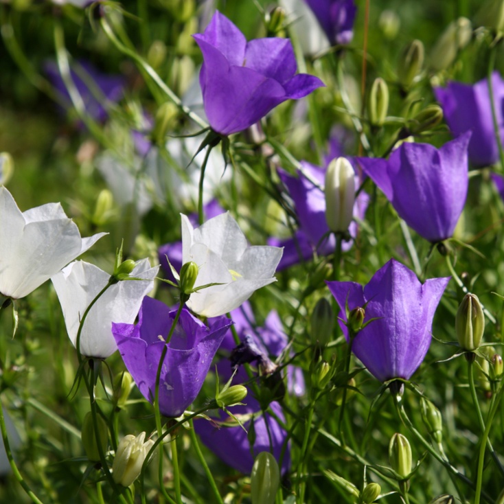 Platycodon