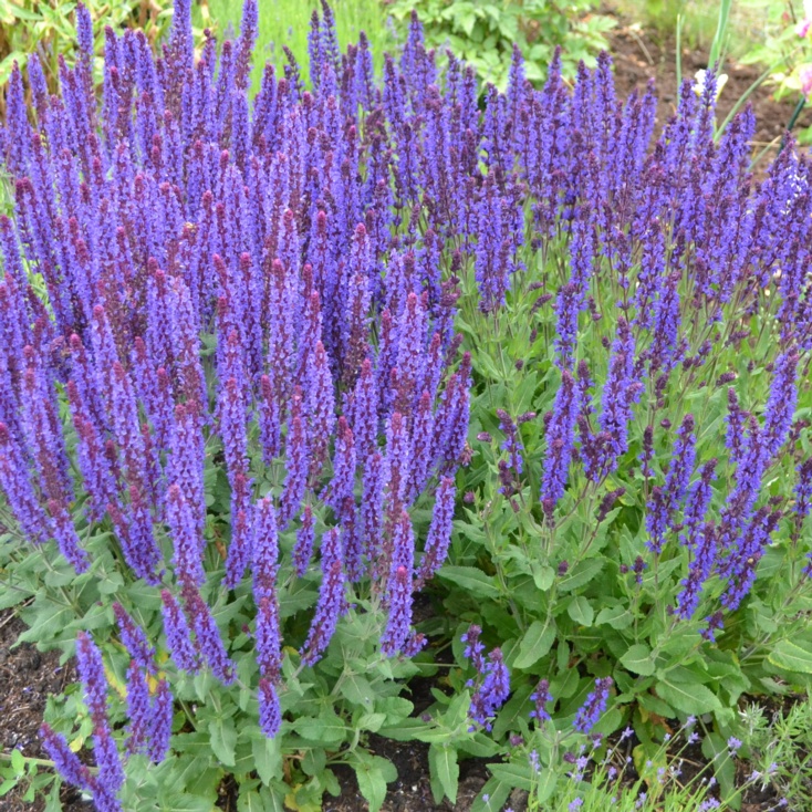 Salvia