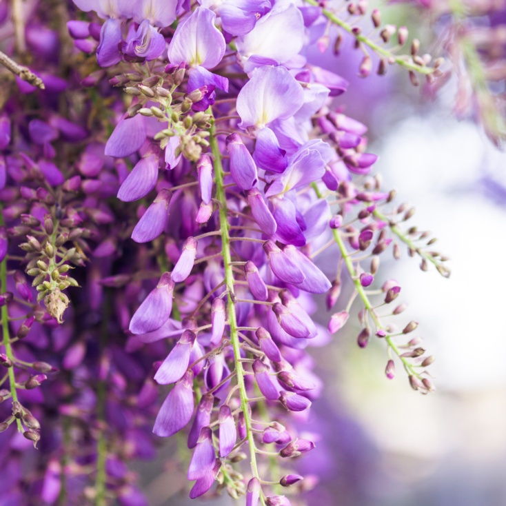 Wisteria