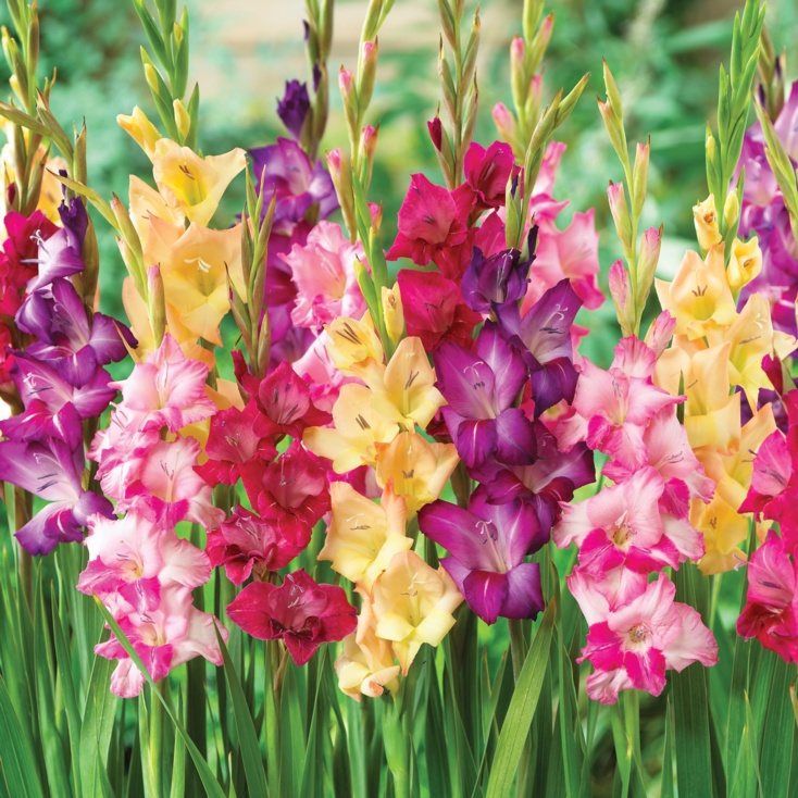 Gladiolus