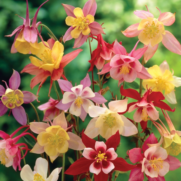Aquilegia