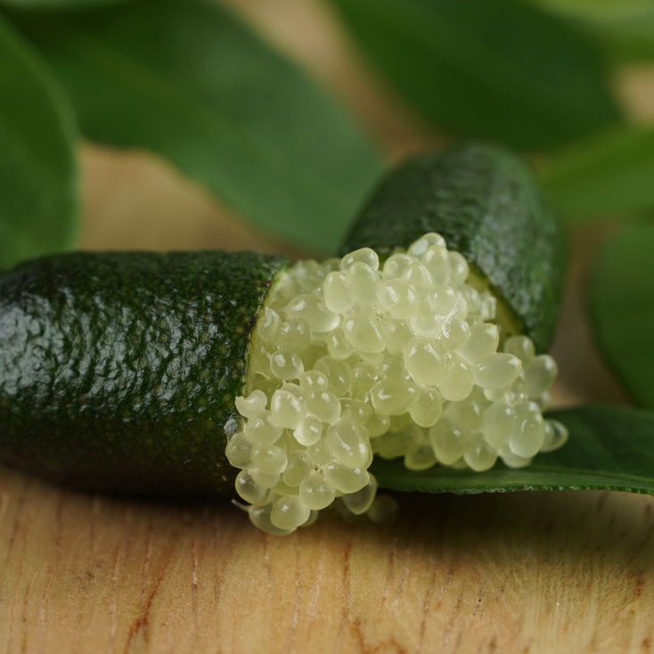 Finger Lime