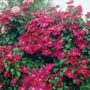 Picture of a 7