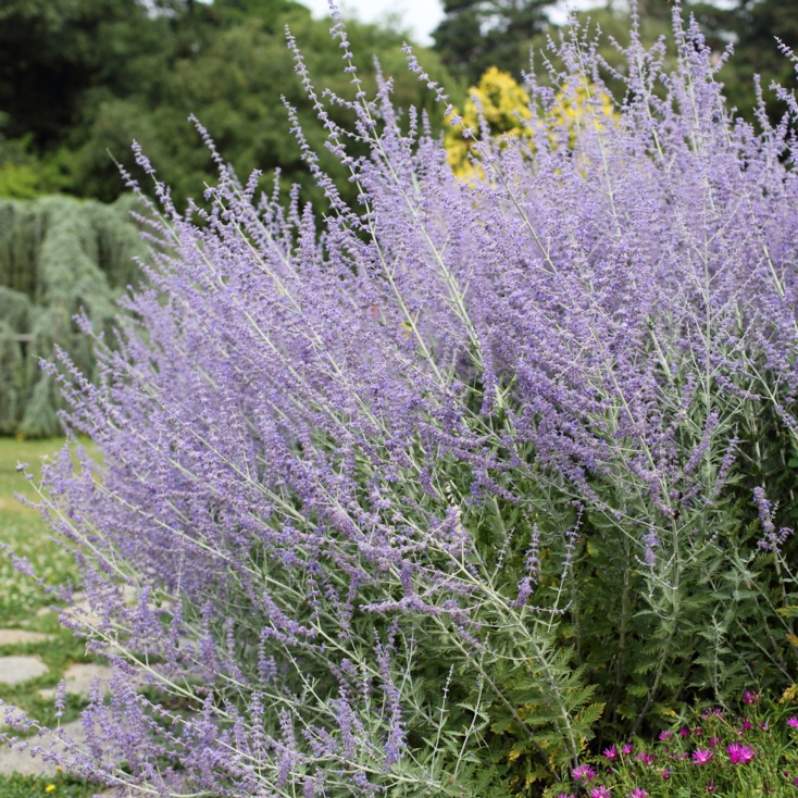 Perovskia