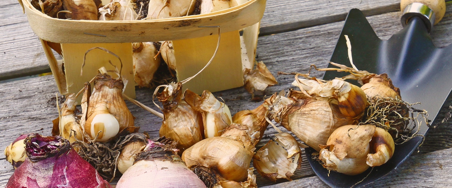 FALL BULBS 101: The Basics