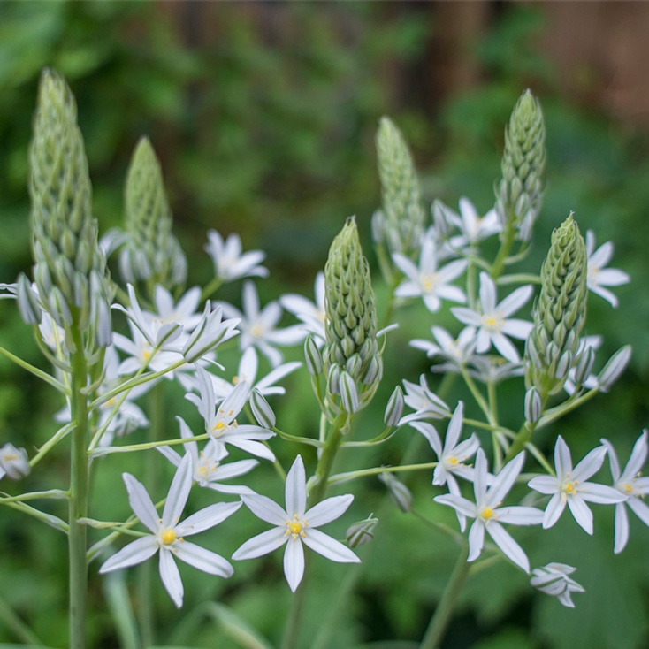 Ornithogalum
