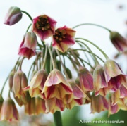 Picture of a Nectaroscordum