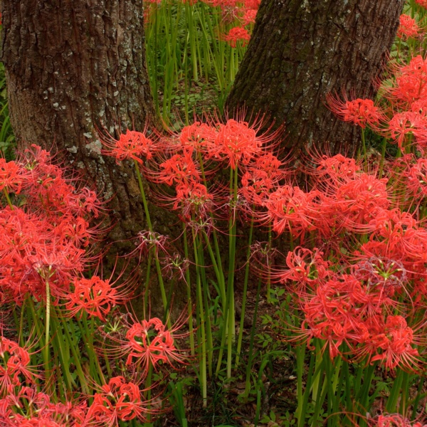 Lycoris - Van Zyverden