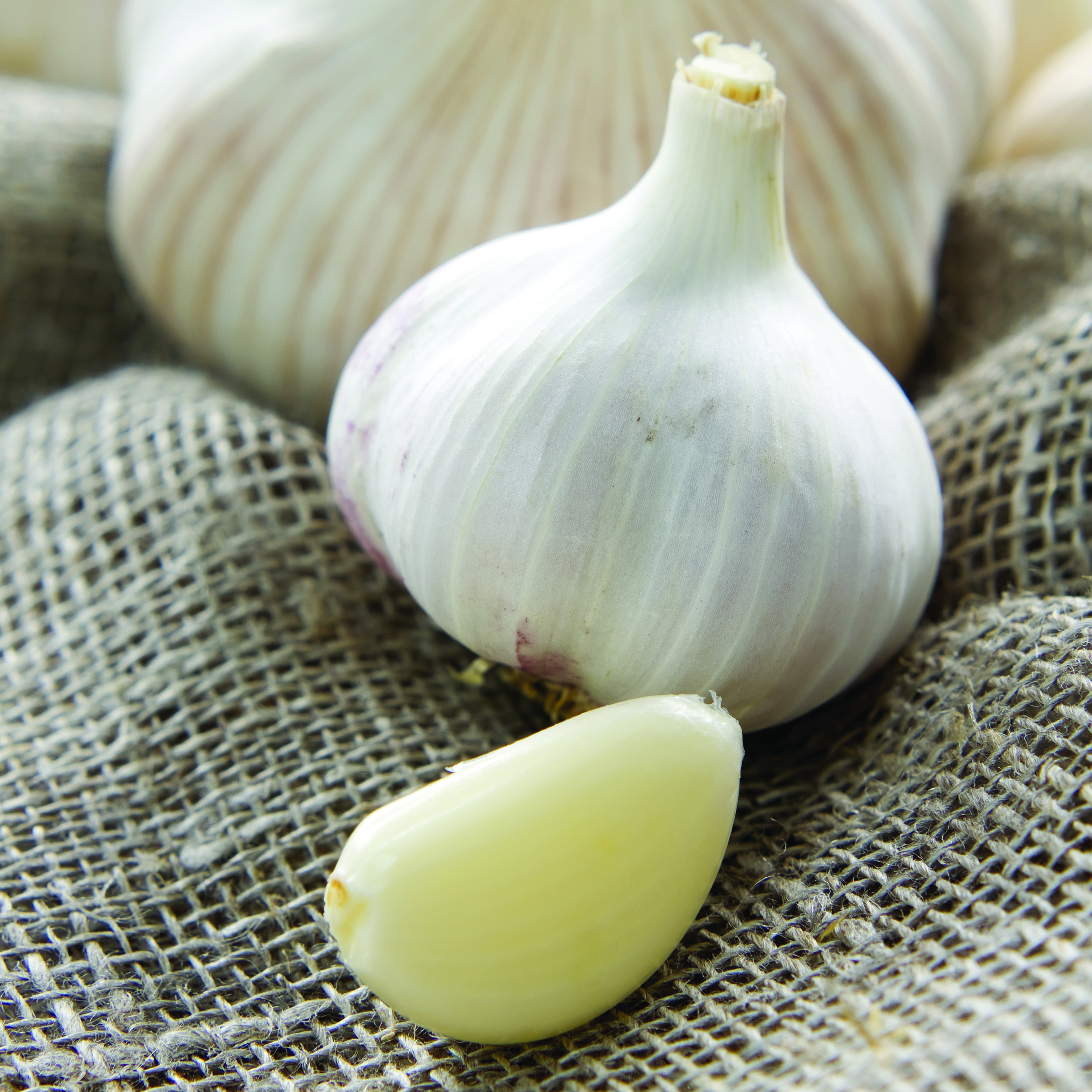Garlic