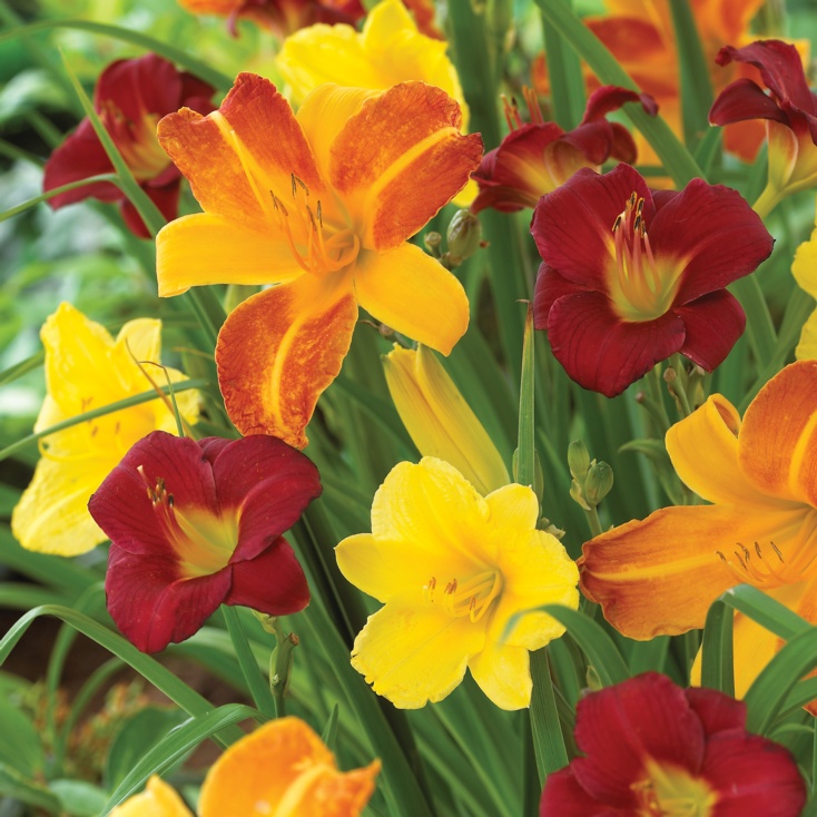 Daylily