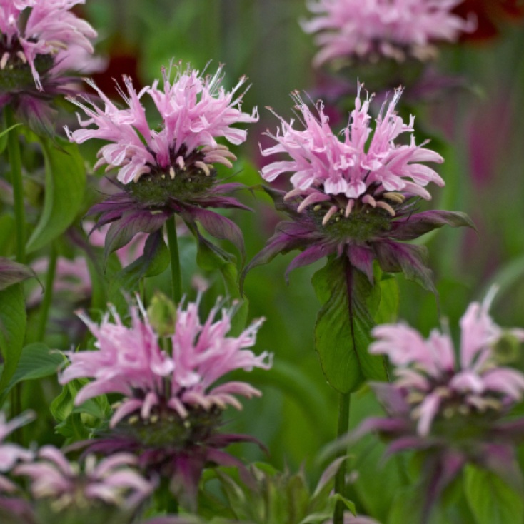 Monarda