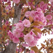 Picture of a 4