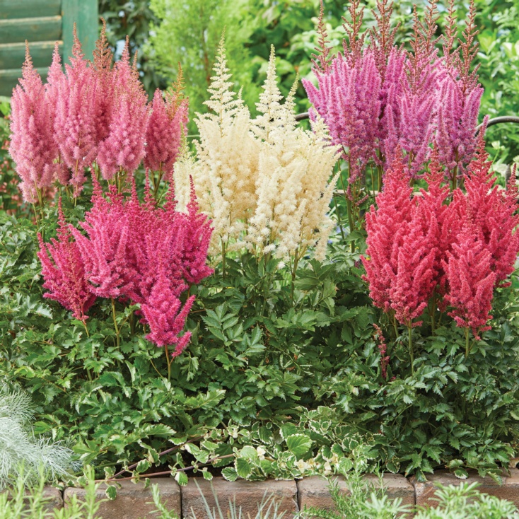 Astilbe