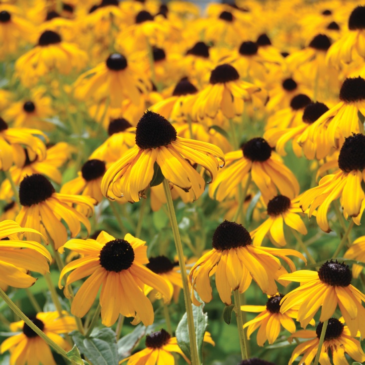 Rudbeckia