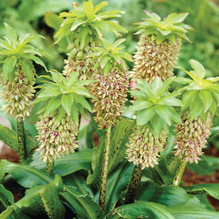 Eucomis