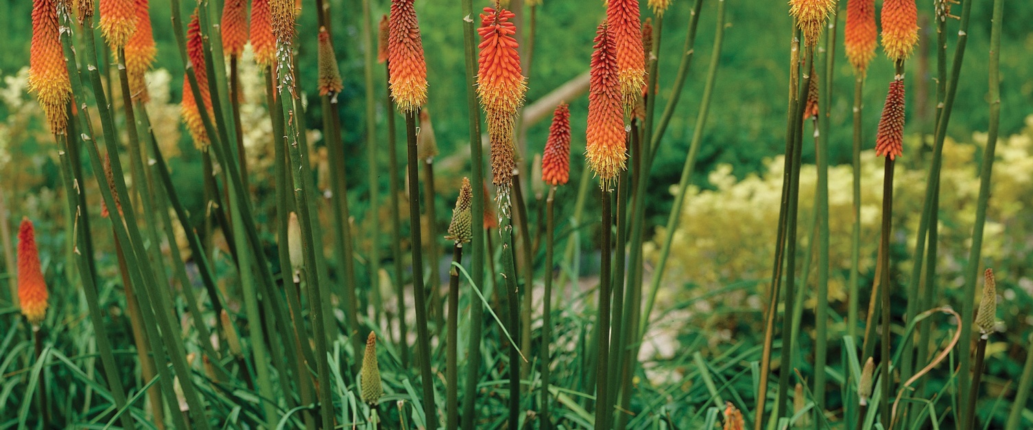 Kniphofia Van Zyverden