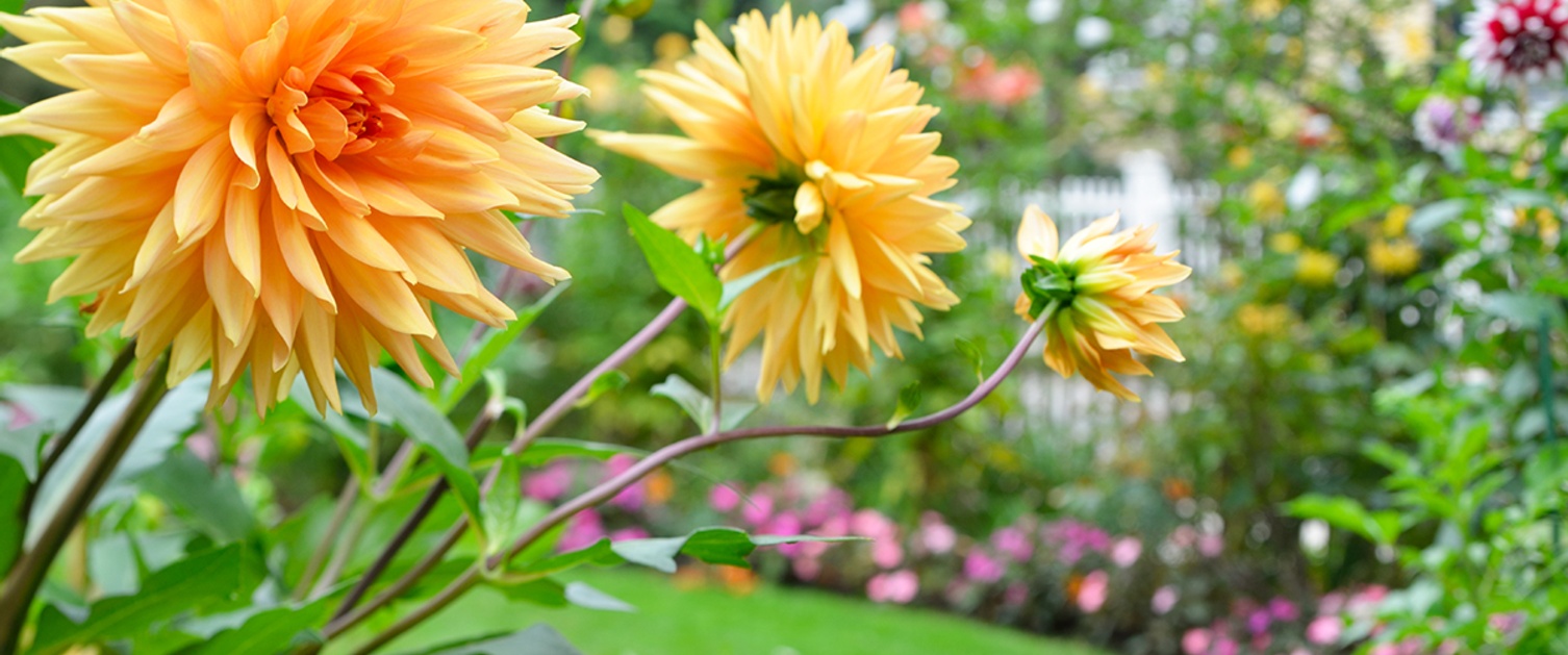 SOLUTION GARDENING: Sun, Shade or Best of Both Worlds?