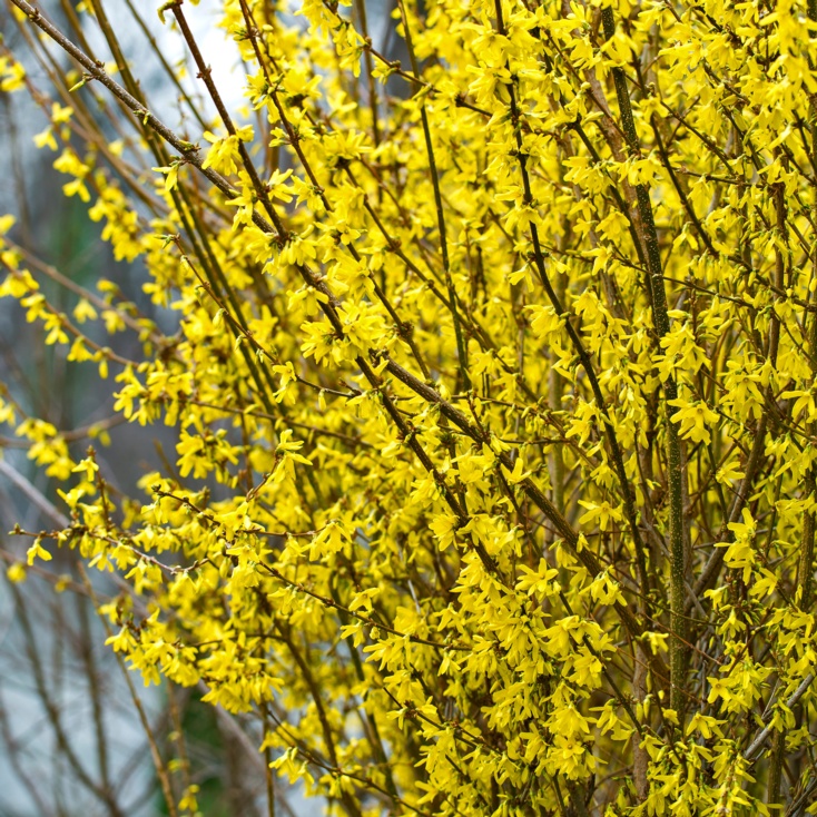 Forsythia