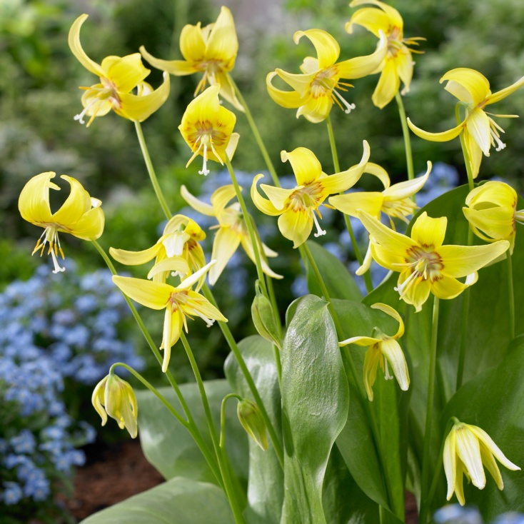 Erythronium