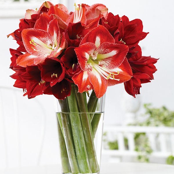 Amaryllis
