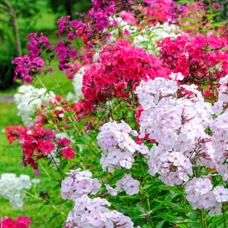 Phlox